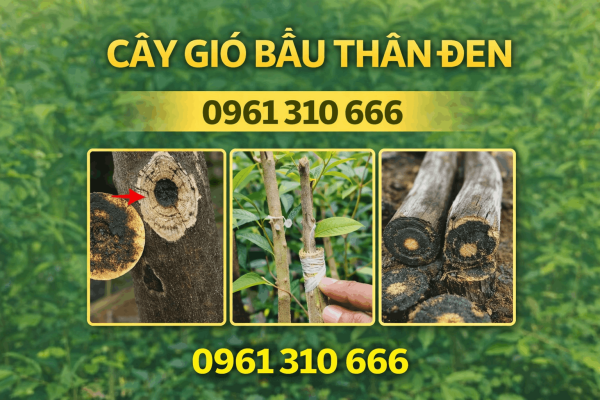 Hình ảnh thực tế cây gió bầu thân đen tại vườn ươm, cây sinh trưởng khỏe, thân sậm màu đặc trưng, bộ rễ phát triển tốt, đúng dòng gió bầu cho giá trị trồng trầm lâu dài.