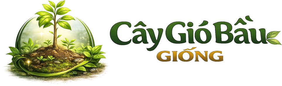 Giống Cây Gió Bầu – Cung Cấp Cây Dó Bầu Chất Lượng Cao