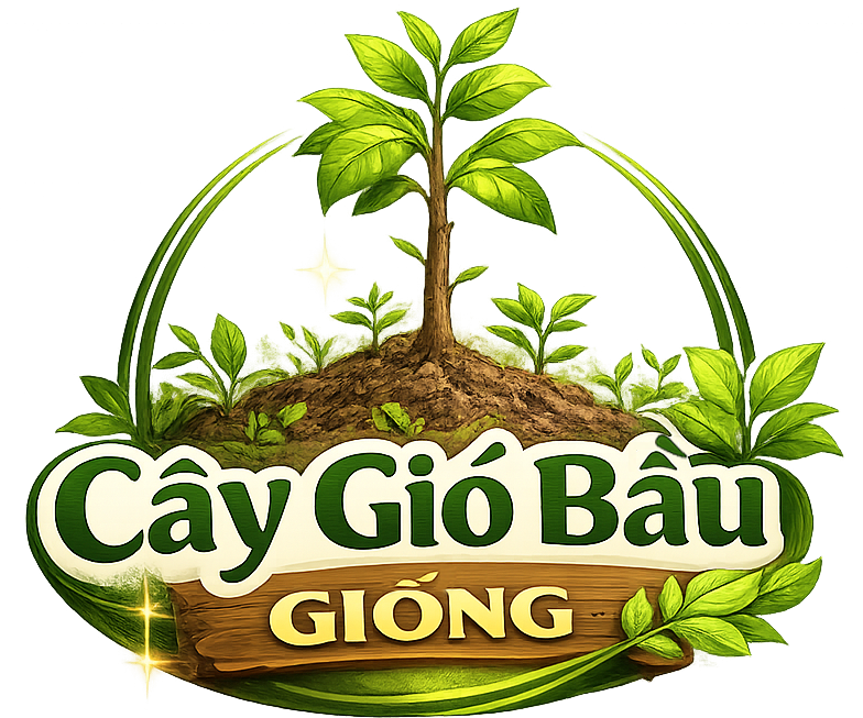 Giống Cây Gió Bầu – Cung Cấp Cây Dó Bầu Chất Lượng Cao